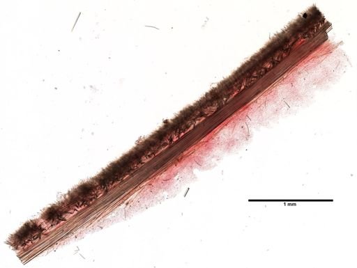 Polymastia boletiformis