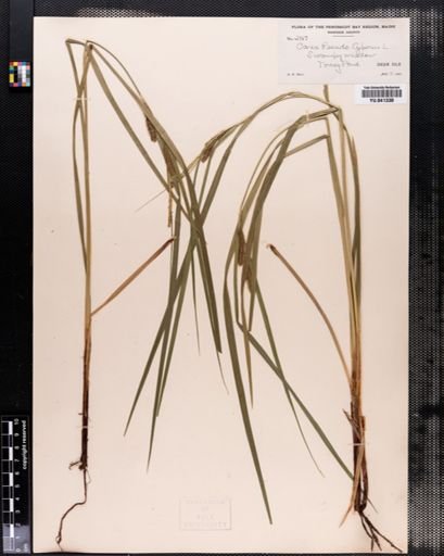 Carex pseudocyperus