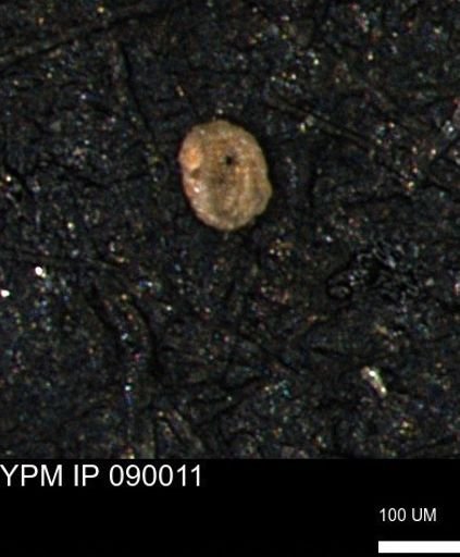 Verneuilinoides kansasensis