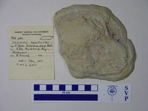 Watsonulus eugnathoides