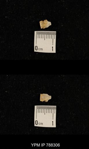taxon undetermined