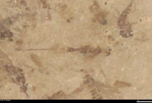 undet. Ichneumonidae