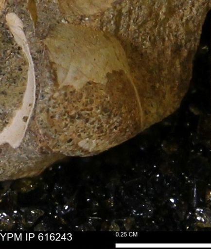 Protocardia subquadrata