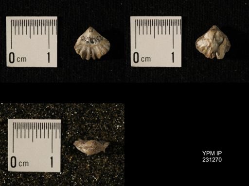 Wellerella osagensis