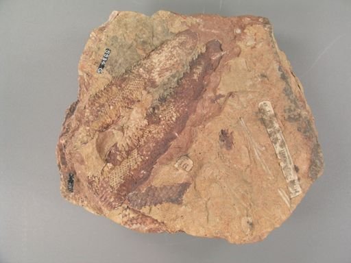 Lepidostrobus variabilis