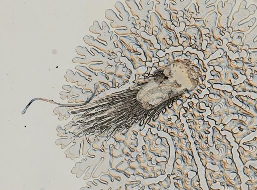 Chiridotea tuftsii