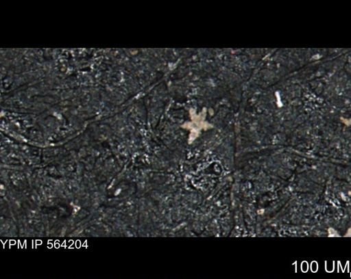 undet. Porifera