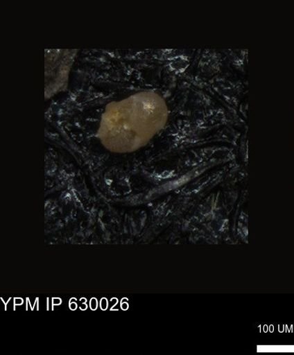 undet. Foraminiferida