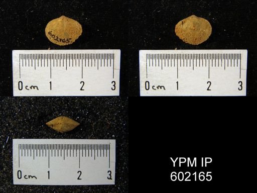 Nucleospira ventricosa