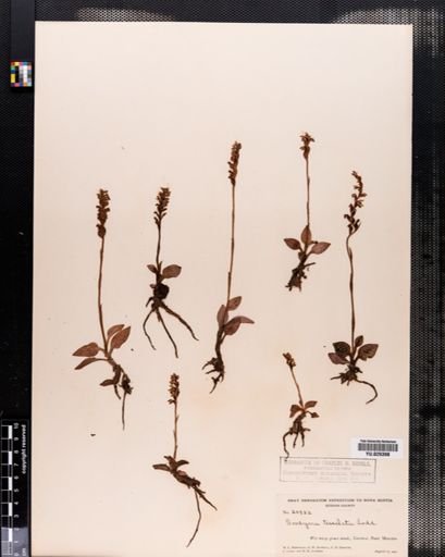 Goodyera tesselata