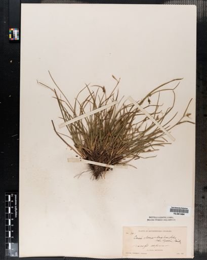 Carex