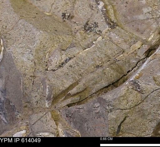undet. Mollusca
