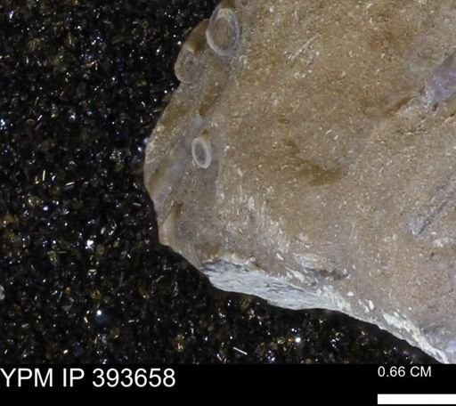 undet. Serpulidae