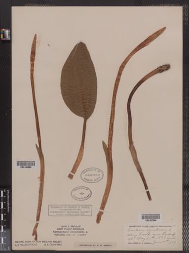 Orontium aquaticum