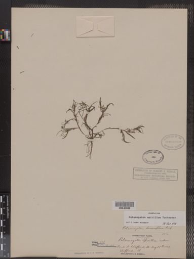 Potamogeton spirillus
