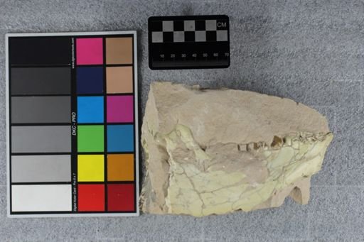 Merycoidodon sp.
