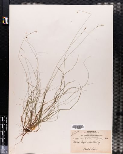 Carex disperma