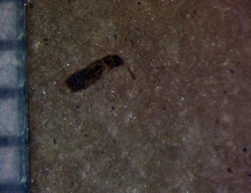 undet. Staphylinidae