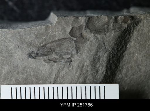 undet. Eurypterida