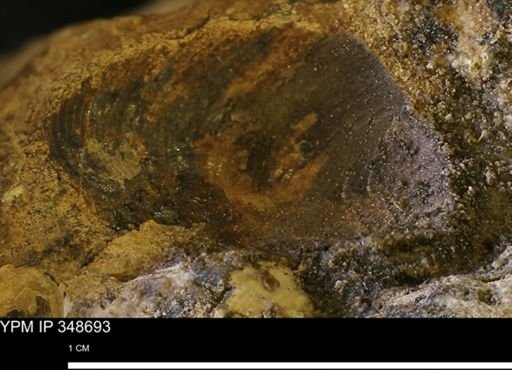 undet. Bivalvia