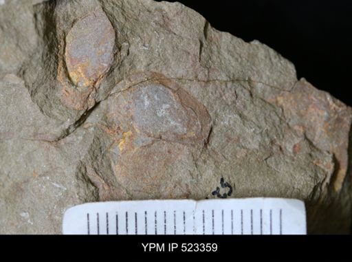 Phyllocystis sp.
