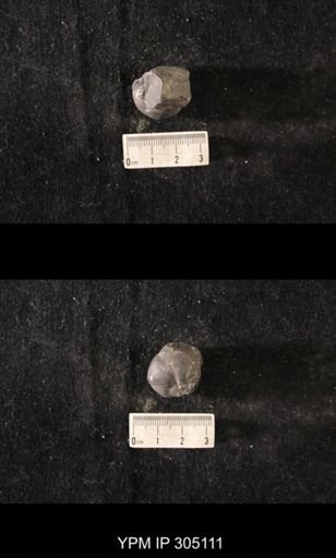 Sinuites cancellatus