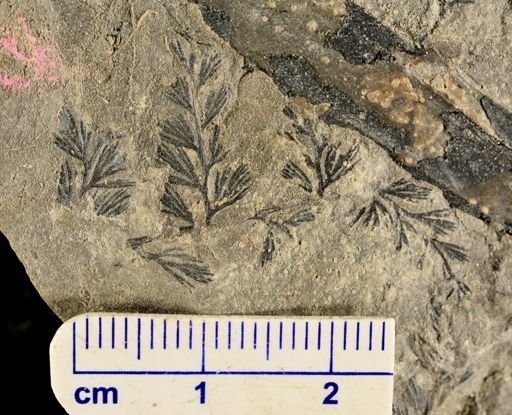 Sphenopteris sp.