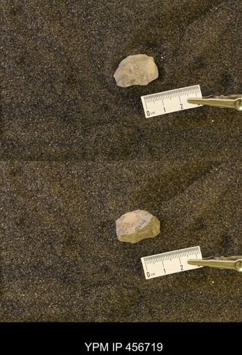 undet. Scaphitidae
