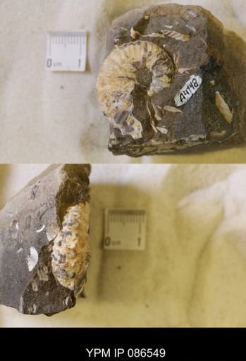 undet. Scaphitidae