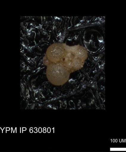 undet. Globigerinina