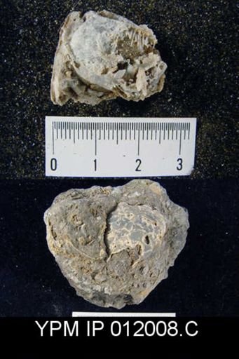 Richthofenia likharewi