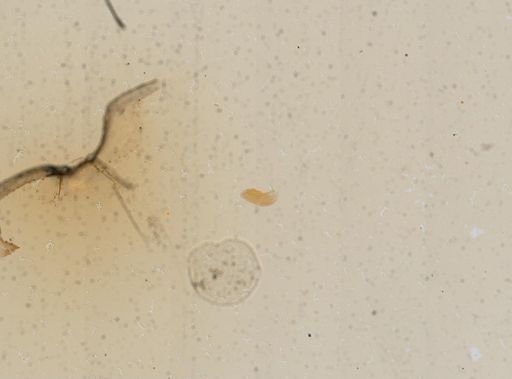 Pyrgophorus coronatus