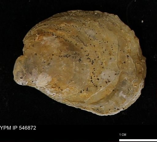 Ostrea virginiana