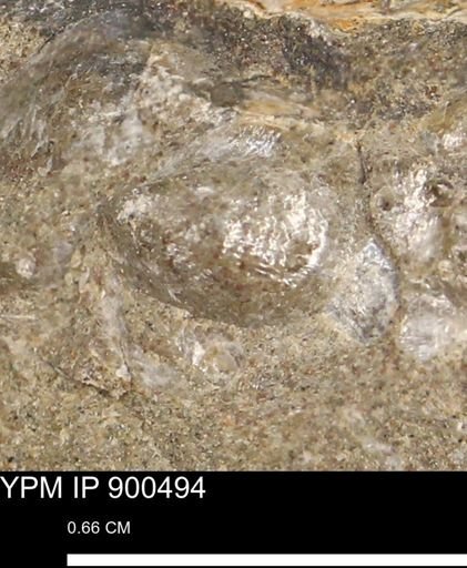 Anomia gryphorhyncha