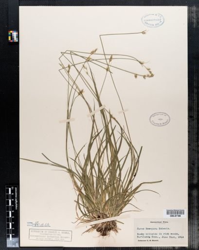 Carex deweyana