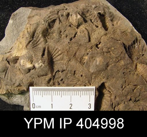 Antispirifer sp.