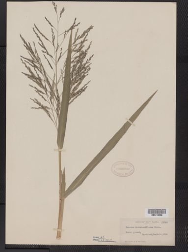 Panicum dichotomiflorum