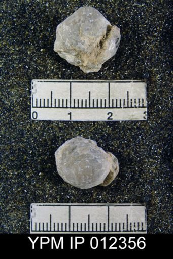 Squamularia perplexa
