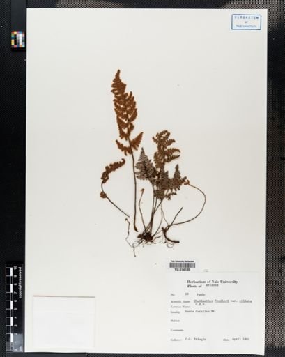 Cheilanthes