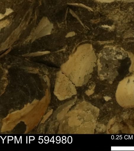 Protocardia sp.