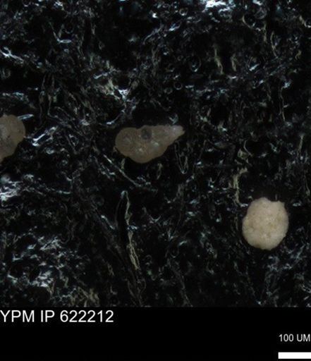 undet. Heterohelicidae