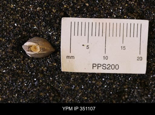 Limopsis striatopunctatus