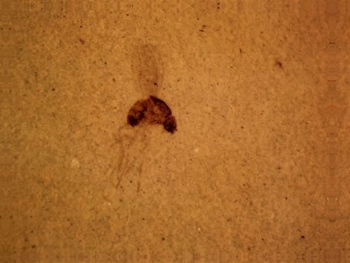 Dolichopodidae?