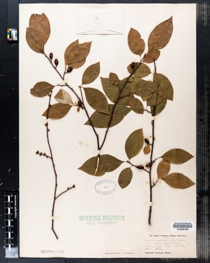 Lindera benzoin