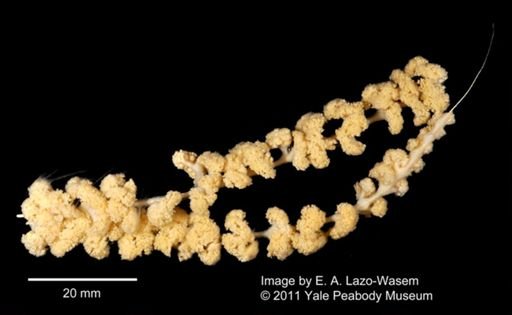 Anthozoa