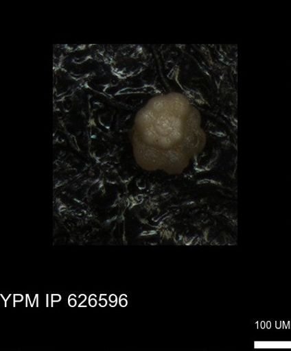 undet. Foraminiferida