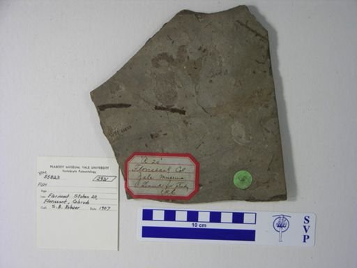 undet. Gnathostomata