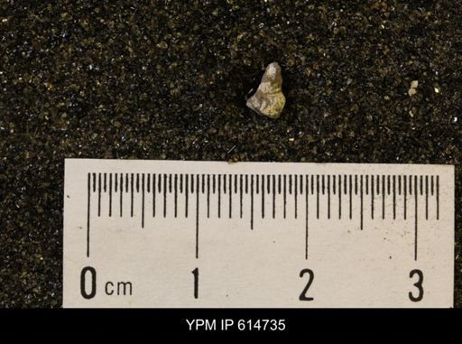 Euspira sp.