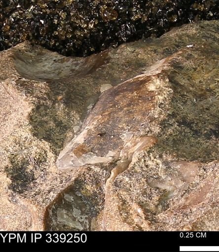 undet. Mollusca