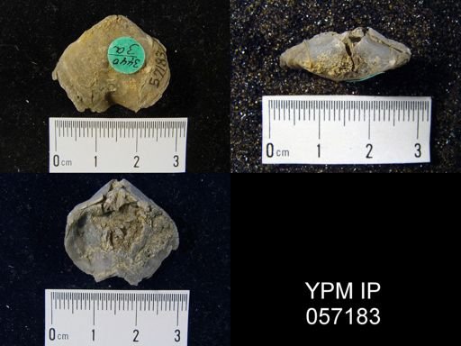 undet. Brachiopoda